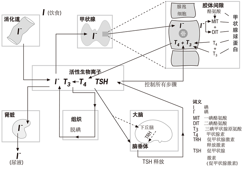 1742208920487719.jpg 1702.jpg